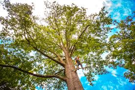 Best Tree and Shrub Care  in Southworth, WA