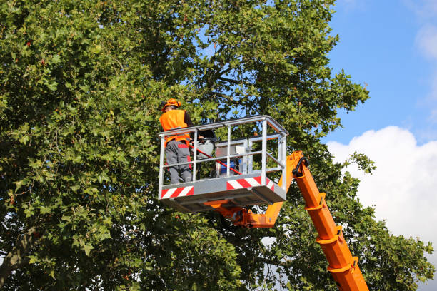 Southworth, WA  Tree Services Company