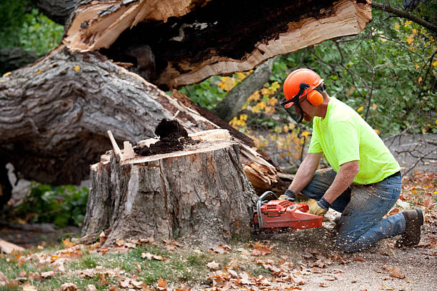 Best Hazardous Tree Removal  in Southworth, WA