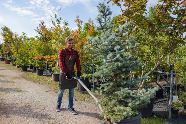 Why Choose Our Tree Removal Services in Southworth, WA?