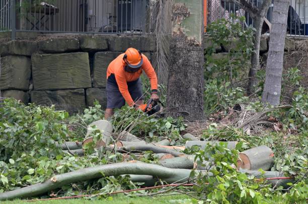 Best Tree Mulching Services  in Southworth, WA