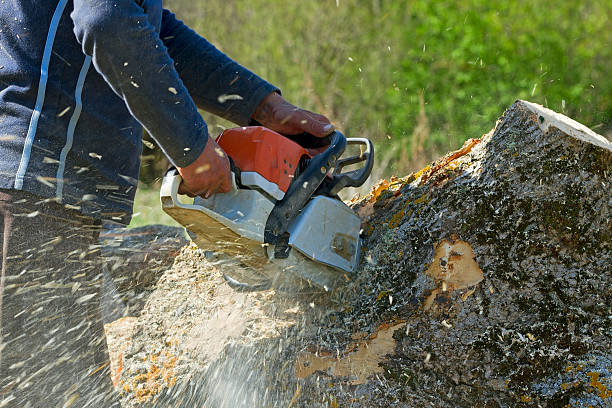 Best Fruit Tree Pruning  in Southworth, WA